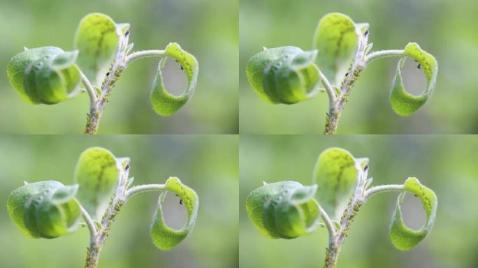 蚜虫在苹果树上聚落。昆虫绿飞宏观。园艺中的生物农药