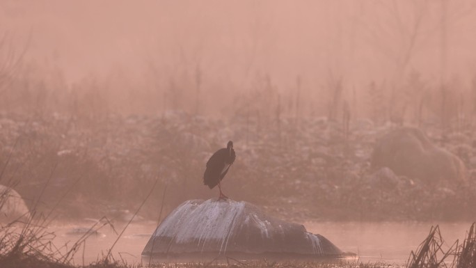 晨光下的水鸟黑鹳视频素材