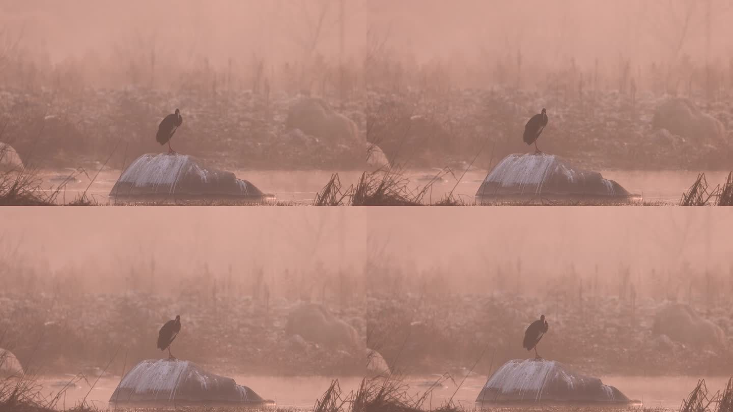 晨光下的水鸟黑鹳视频素材