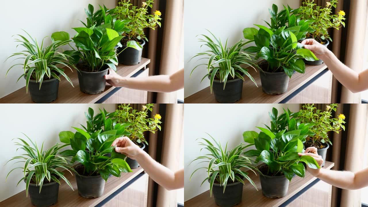 女人用手触摸花盆与植物、叶子、旋转花盆。家里的花园