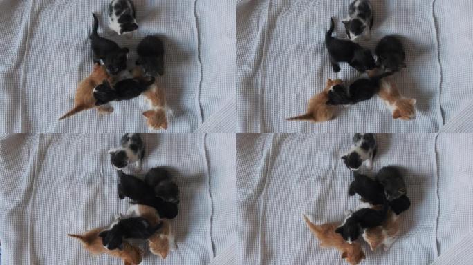 六只新生的小猫在白色背景上爬行。一群可爱的小猫