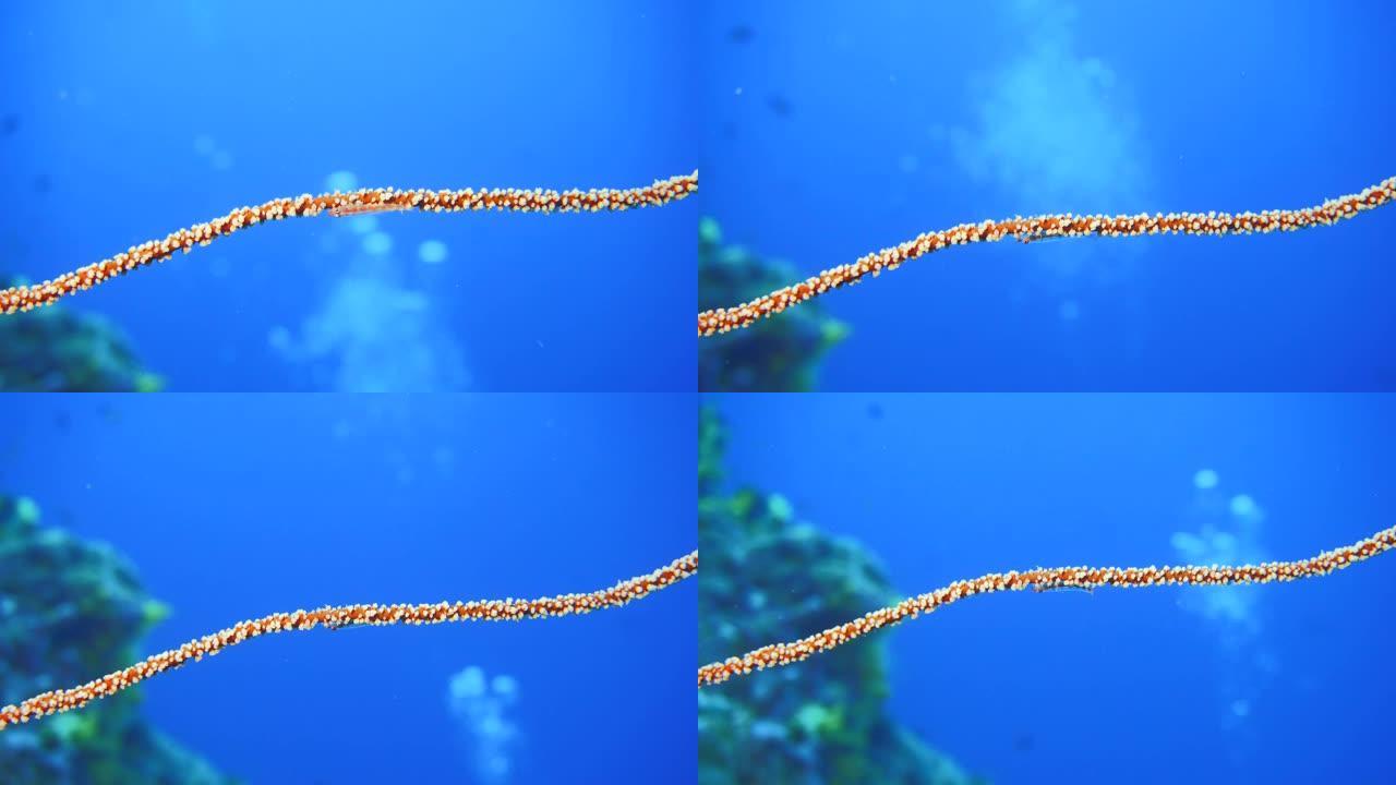 马尔代夫鞭子珊瑚上的虎尾