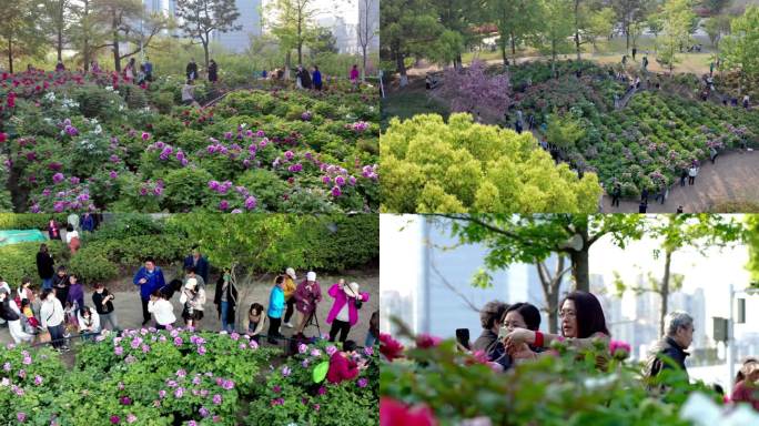 城市湖边公园牡丹花圃牡丹盛开游客打卡