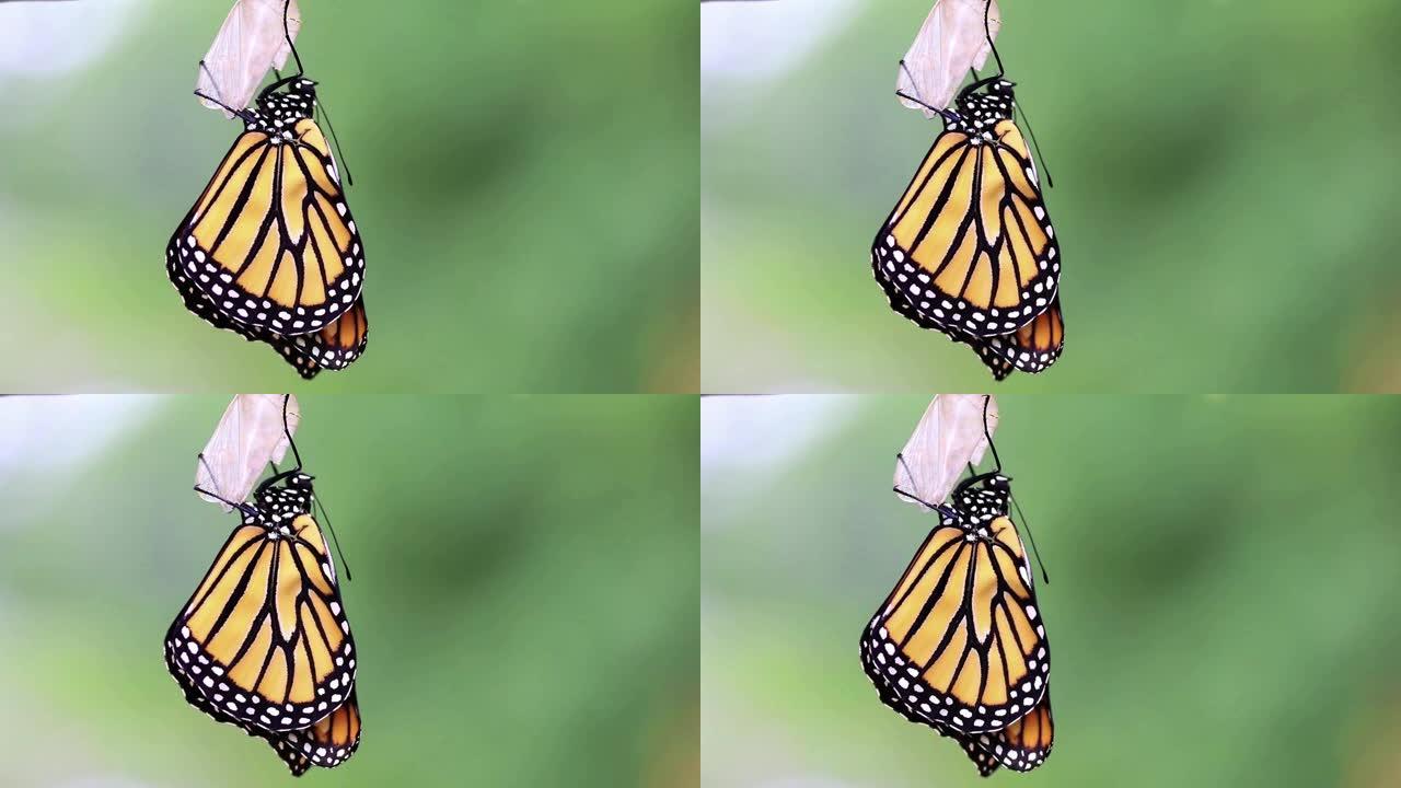 从蝶蛹中新出现的帝王蝶干燥翅膀