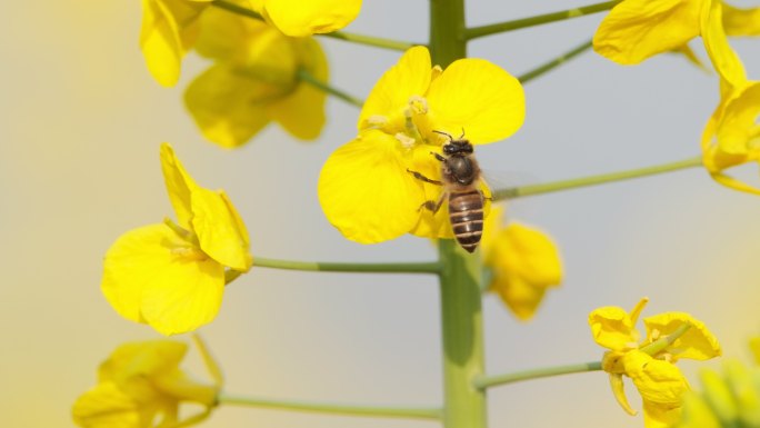 蜜蜂采蜜油菜花实拍镜头