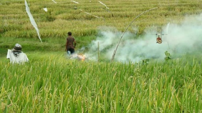 亚洲农民在稻田里燃烧秸秆残茬，小麦残渣和废物，为巴厘岛谷物农场的新收成做准备