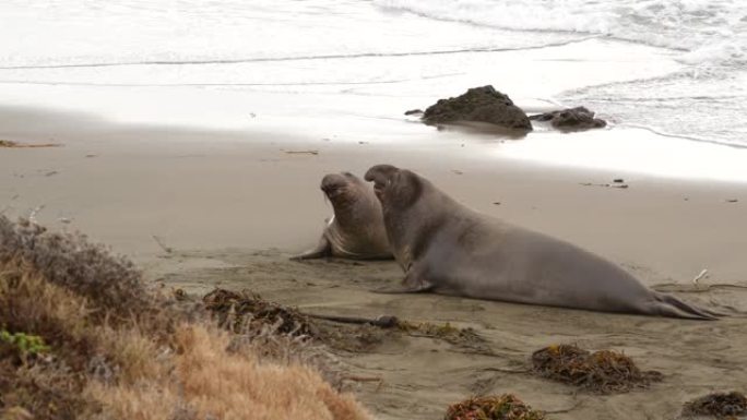 美国加利福尼亚州圣西蒙的太平洋沙滩上有趣的懒人象海豹。笨拙的胖米隆加无耳海狮与不寻常的长鼻咆哮。阿尔