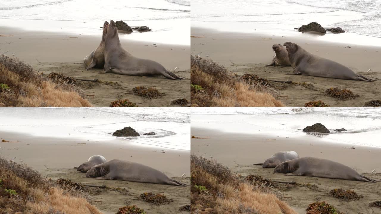 美国加利福尼亚州圣西蒙的太平洋沙滩上有趣的懒人象海豹。笨拙的胖米隆加无耳海狮与不寻常的长鼻咆哮。阿尔