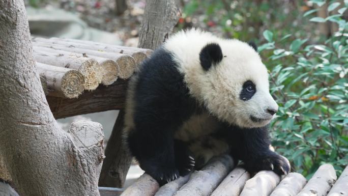 熊猫宝宝蹭屁股