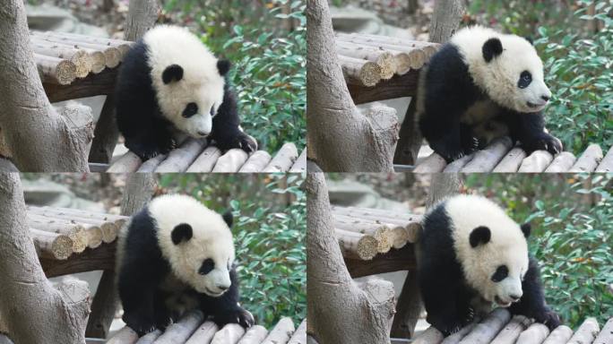 熊猫宝宝蹭屁股