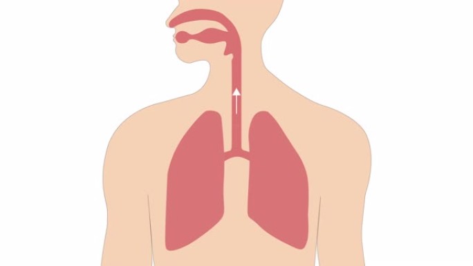 随着肺部的扩张和收缩而呼吸。