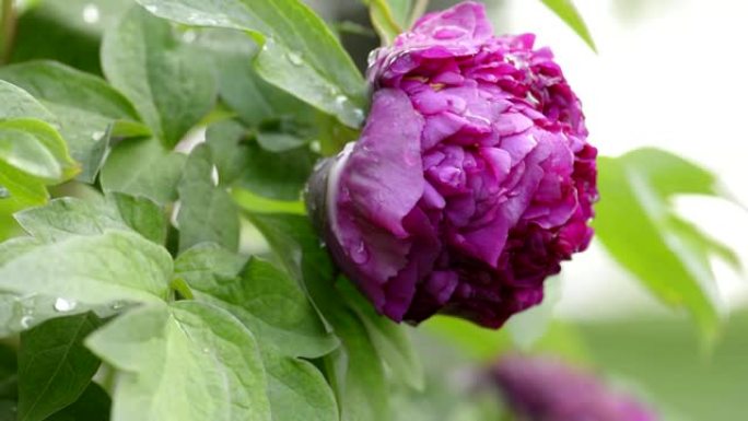 雨后紫牡丹花