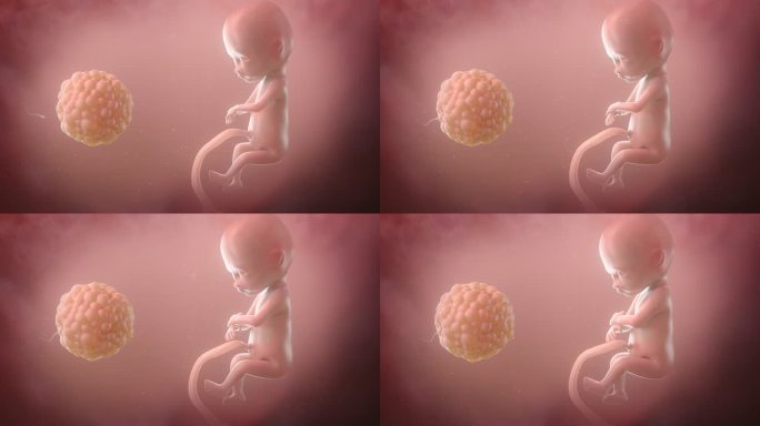 胎儿 细胞 受精卵 卵细胞 细胞发育