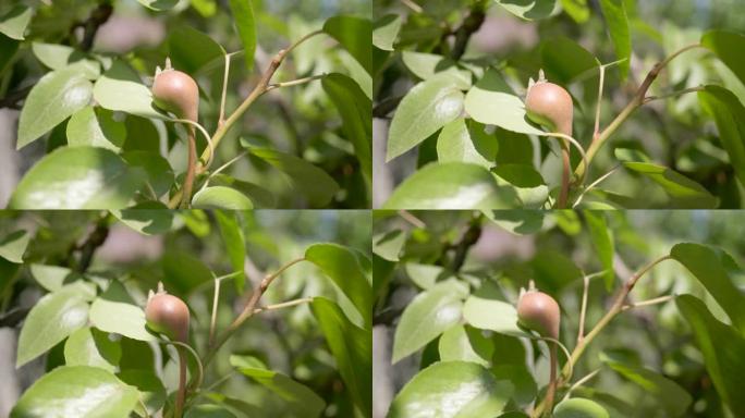 小果梨在树上成熟。晴天。