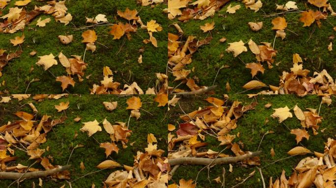 苔藓覆盖的地形部分覆盖秋天的黄色明亮叶子