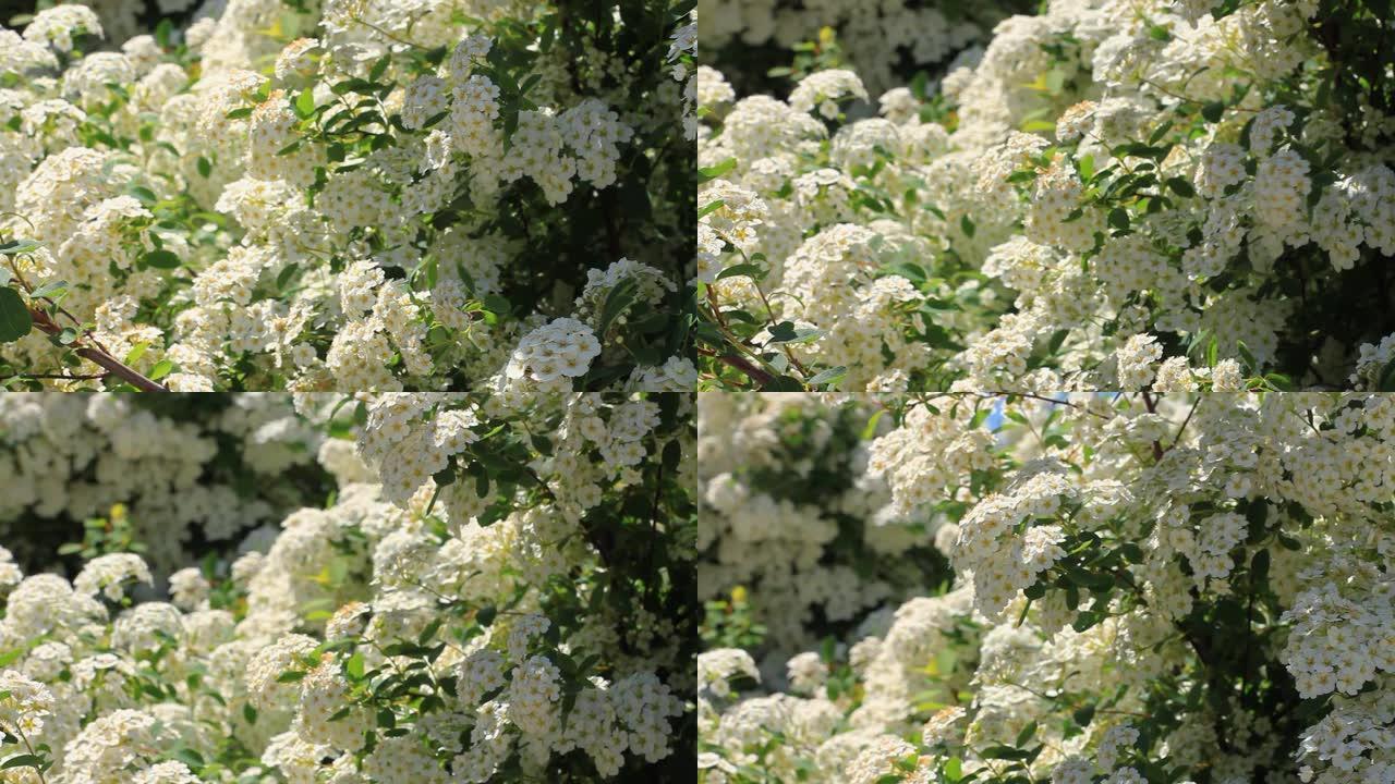 白绣线菊花上的蜜蜂收集花粉。窄叶草甸甜盛开的灌木花高清，蜂蜜生产。