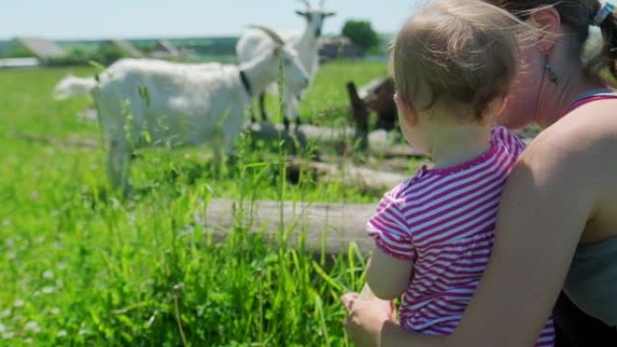 牧场上有动物的家庭。母亲和婴儿在农村地区的夏季绿色草地上观看山羊