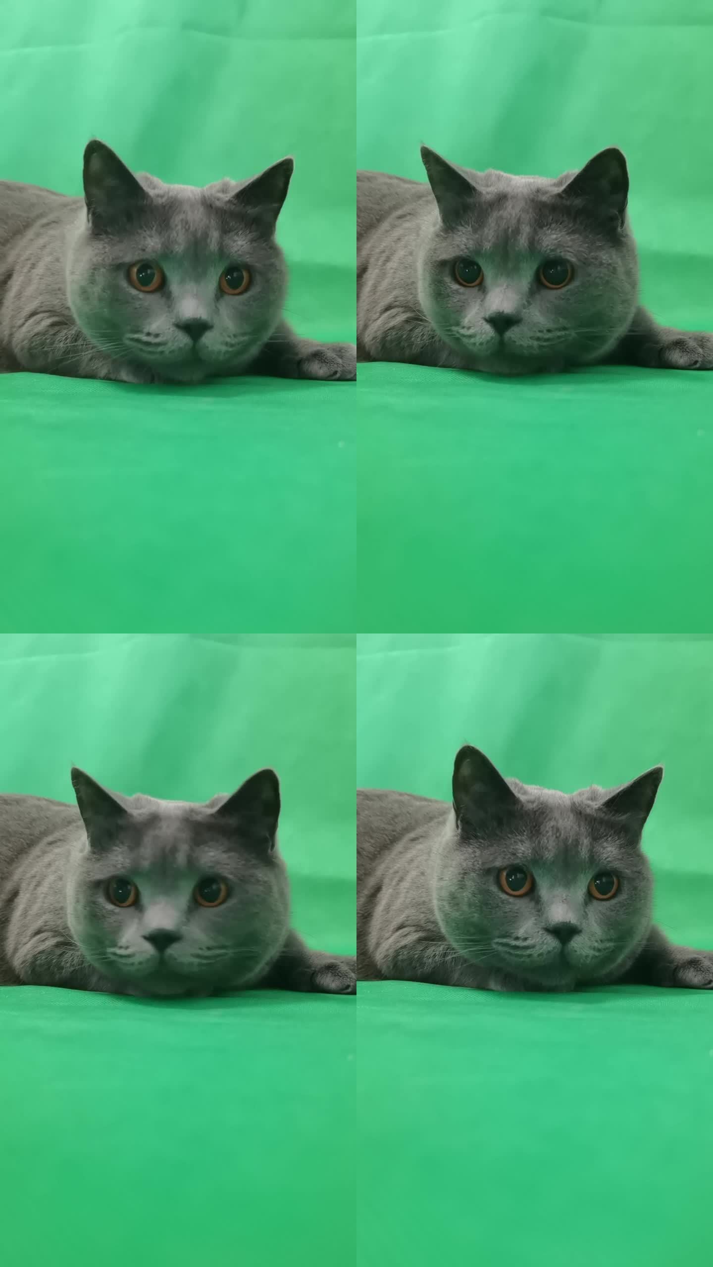 绿幕猫咪
