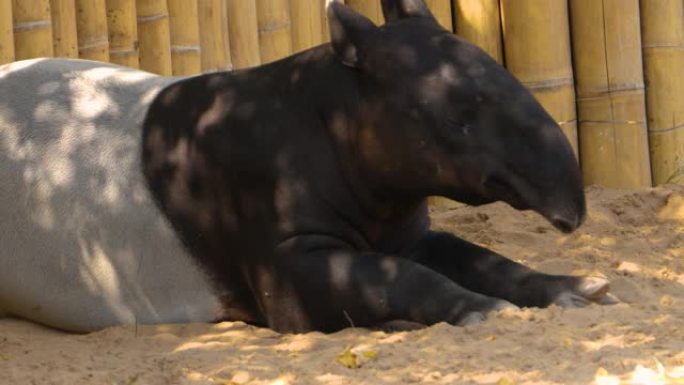 tapir的特写