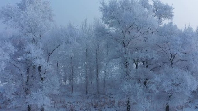 中国吉林雾凇岛雪景