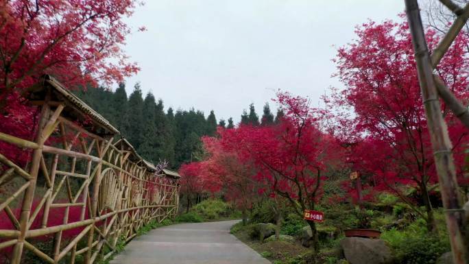 什邡红枫岭