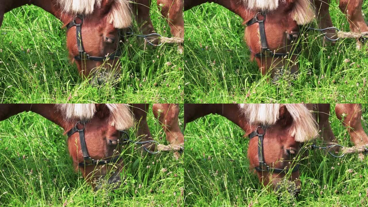 棕色小马吃草