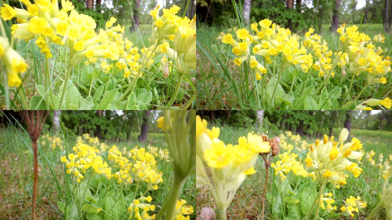 地上有很多黄色的铃铛花