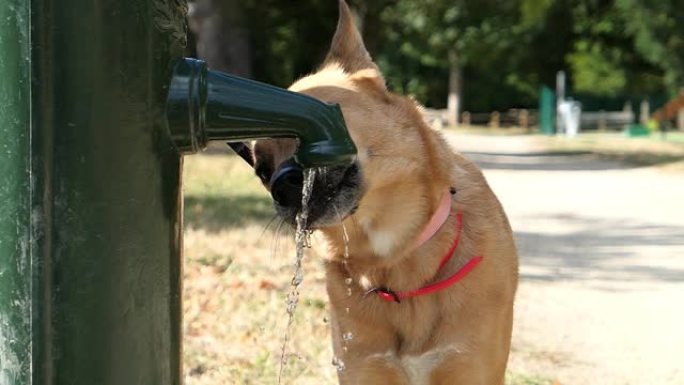 小狗喝水。