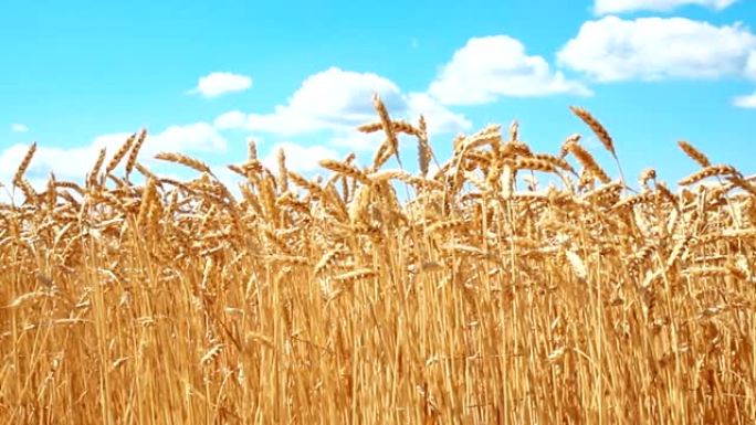 阳光明媚的夏日，成熟的金色有机麦秆田在蓝天下的风景。