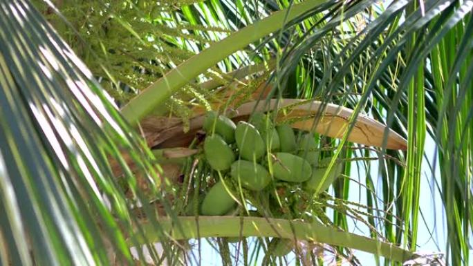 椰子以4k慢动作60fps生长在棕榈树上