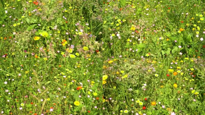 夏季草地野花花田花海漫山遍野花卉黄花