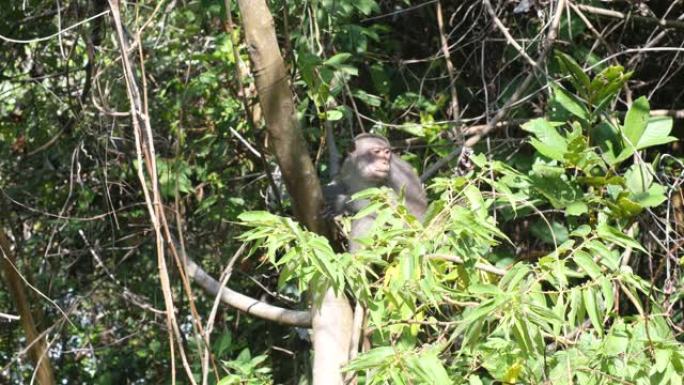 野生猴子坐在亚洲热带丛林的一棵树上。