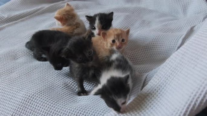 六只新生的小猫在白色背景上爬行。一群可爱的小猫