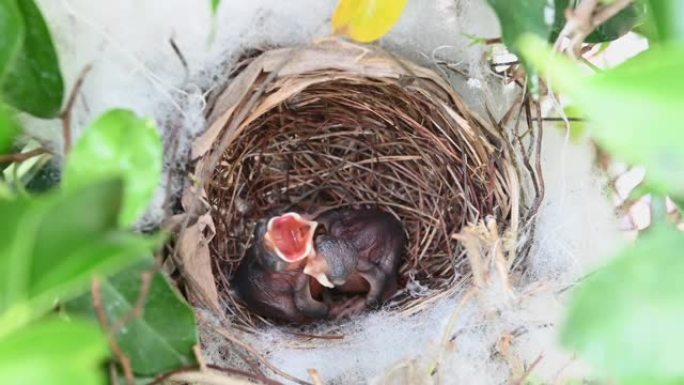 1天大的幼鸟在黄色通风的bulbul (Pycnonotus goiavier) 或东部黄色通风的巢