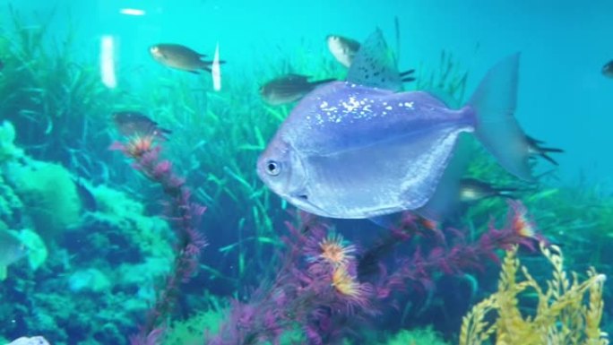 不同种类的鱼在一个大水族馆里游泳。