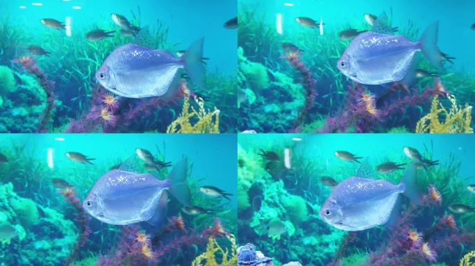 不同种类的鱼在一个大水族馆里游泳。