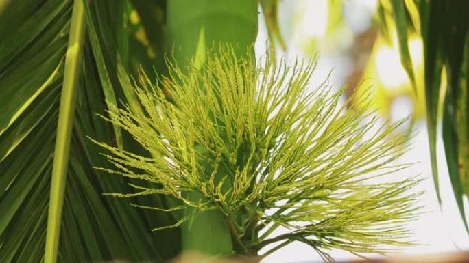 印度果阿。槟榔棕榈的幼芽。缩小