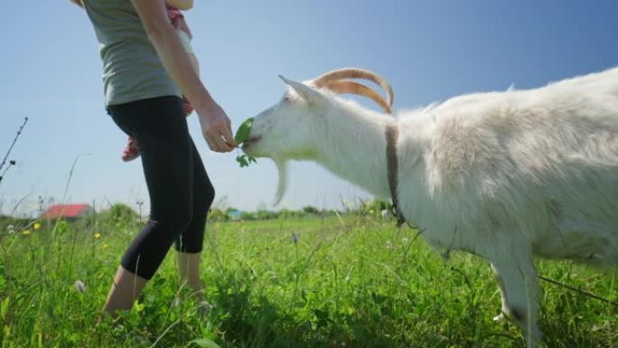牧场上有动物的家庭。母亲和婴儿在农村地区的夏季绿色草地上喂山羊