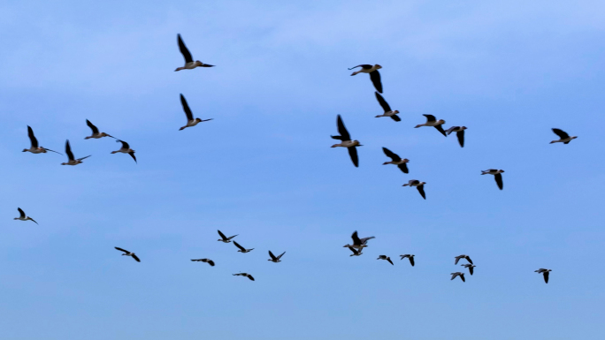 鄱阳湖黑羽野生鸟群