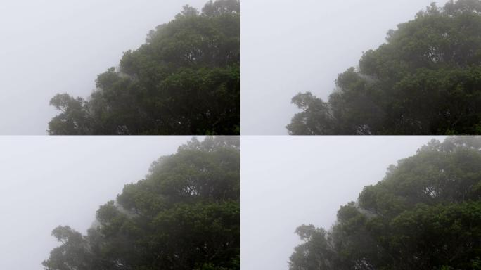 雨雾以速度吹动树木森林，森林里有薄雾。