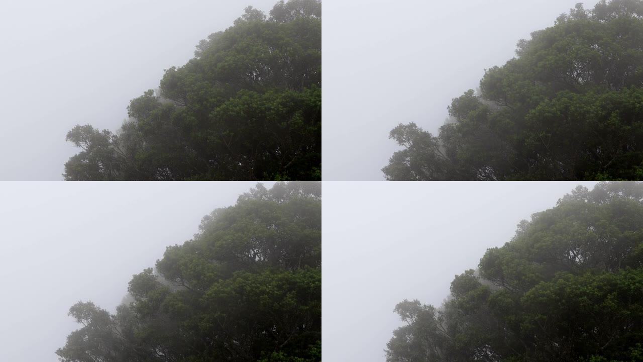 雨雾以速度吹动树木森林，森林里有薄雾。