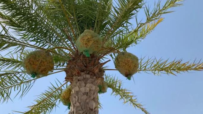美丽的棕榈树，蓝天背景上有日期。