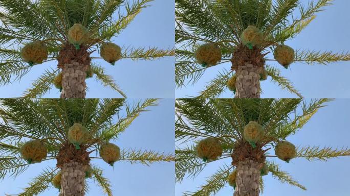 美丽的棕榈树，蓝天背景上有日期。