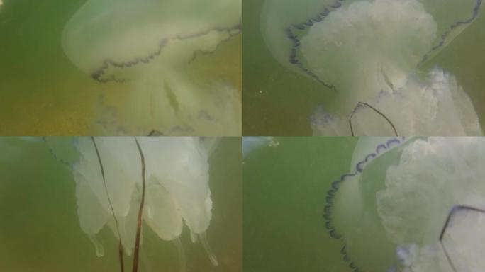 海中水下的水母。水母的种。
