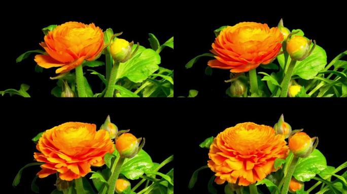 毛茛或毛茛花的特写镜头正在开花，带有alpha通道的延时