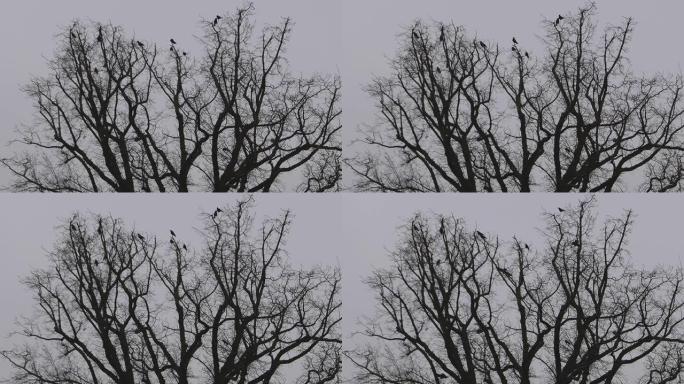 乌鸦坐在树枝上
