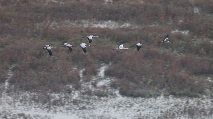 群鹤飞跃湿地的慢动作视频