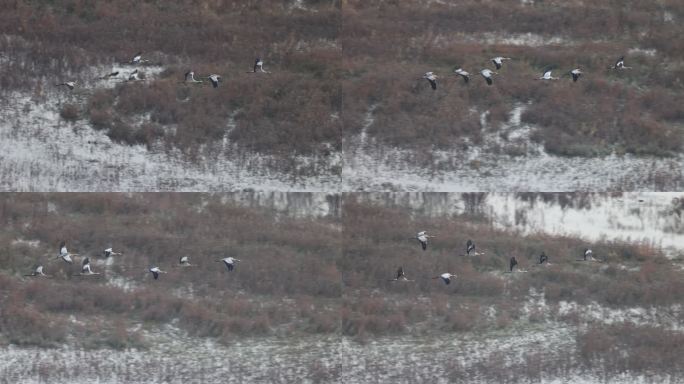 群鹤飞跃湿地的慢动作视频