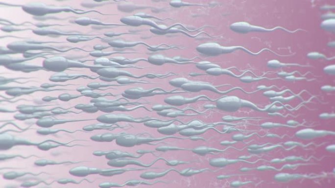 精子细胞游泳流动流淌动态动画3D三维