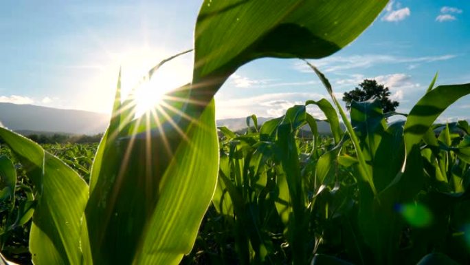 农园玉米地里傍晚亮光照耀太阳